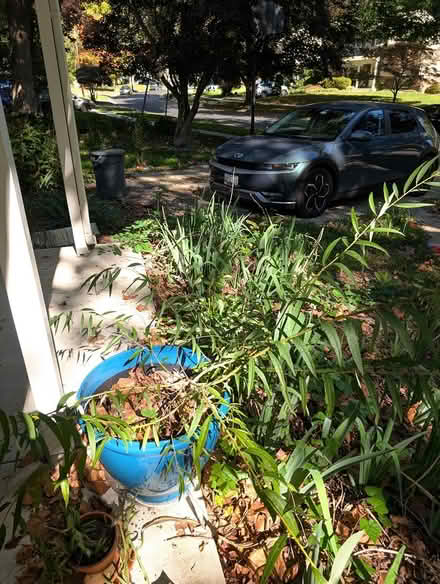Photo of free Weeping Willow (Rockville, MD) #1