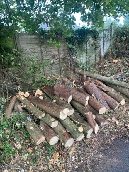 Photo of free Logs and Wood (Burgess Hill RH15) #3