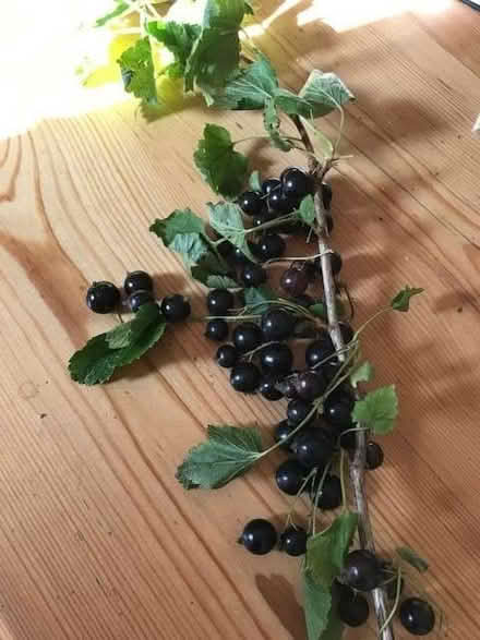 Photo of free 3yr Blackcurrant Bushes (Sandhurst TN18) #1