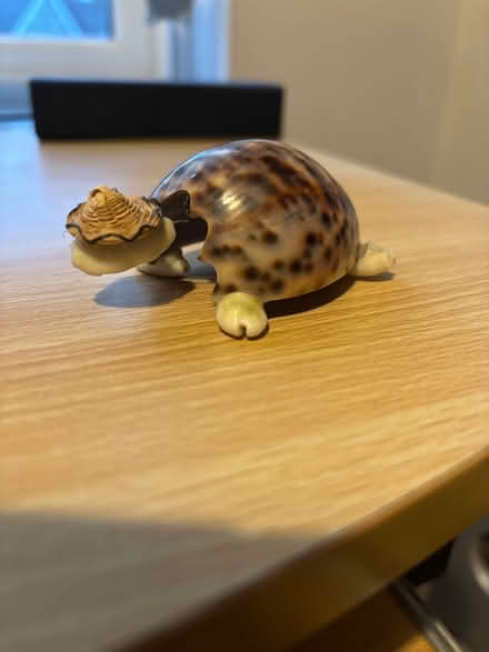 Photo of free Vintage SeaShell Shakey Head Turtle (Ashford, Surrey TW15) #1