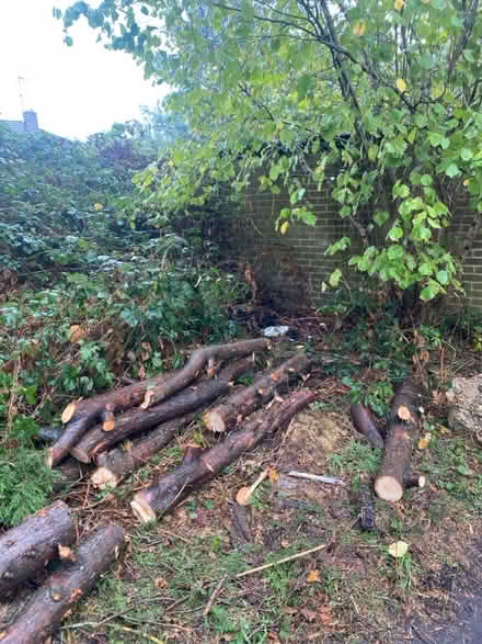 Photo of free Logs and Wood (Burgess Hill RH15) #1