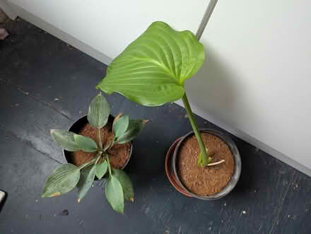 Photo of free Two nice hosta plants (Undercliffe Rd BD2) #1