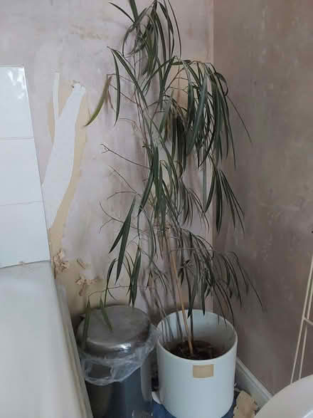 Photo of free An unhappy plant (Patcham BN1) #1