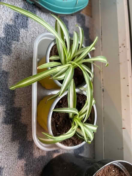 Photo of free Spider plants (OX1 henwood) #1