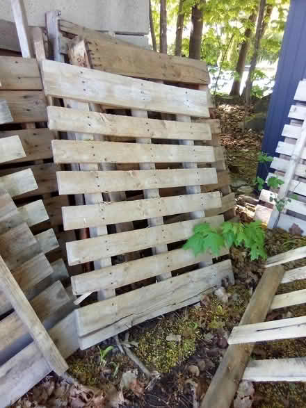 Photo of free Wooden Pallets (Manor Park - Rockcliffe Park) #1