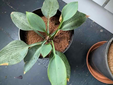 Photo of free Two nice hosta plants (Undercliffe Rd BD2) #2