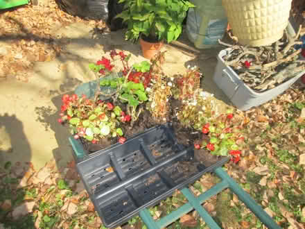 Photo of free Plants (Rohrersville) #3