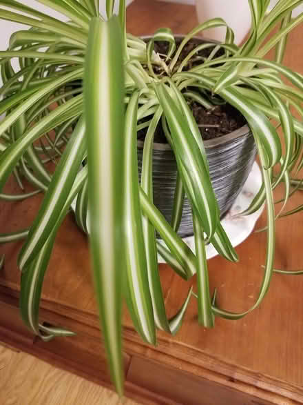 Photo of free Spider plant (Hunt Club) #1