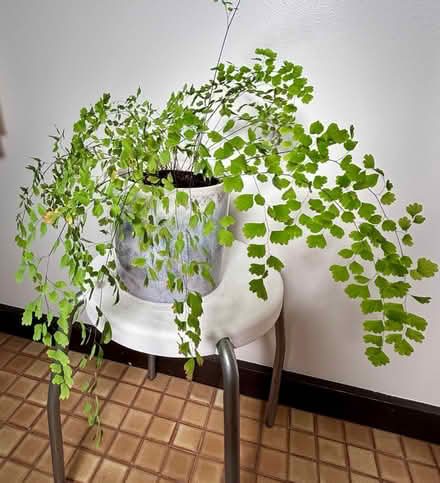 Photo of free Indoor Fern (Maidenhair) (Mount Waverley) #1