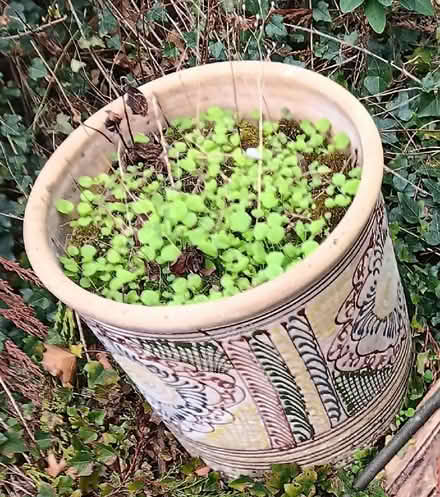 Photo of free Large ceramic plant pot (Allington NG32) #1