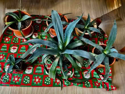Photo of free Aloe vera plants (Stonehouse GL10) #1