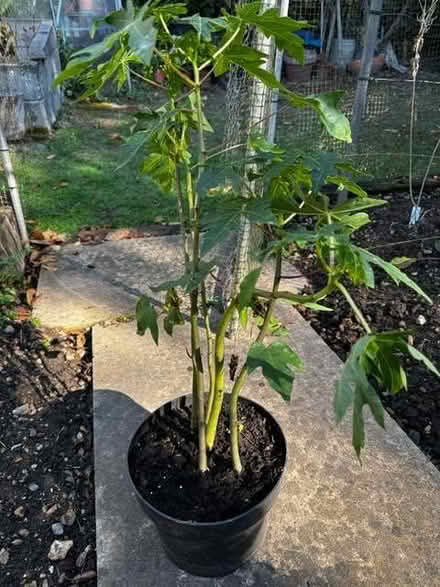 Photo of free Papaya plant (West Bergholt CO6) #1