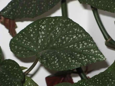 Photo of free Houseplants Begonia 'Mentone' (Quinton B68) #1