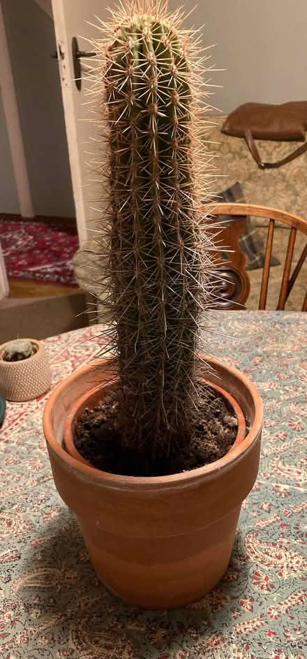 Photo of free Large cactus (Headington OX3) #1
