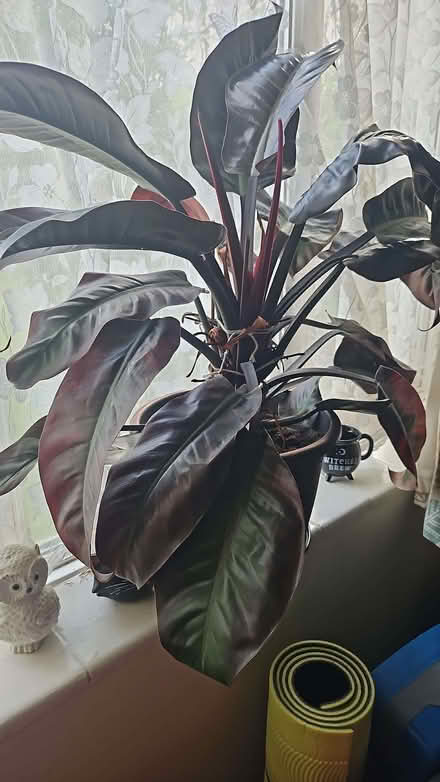 Photo of free Philodendron ‘Black Cardinal’ plant (Penmaen Rhos LL29) #1