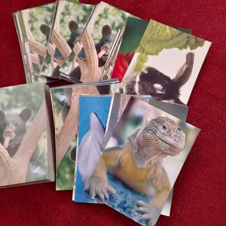 Photo of free Animal postcards (Whitnash CV31) #1