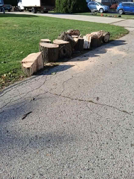 Photo of free Mixed tree shavings and soil (Greenfield, WI) #3