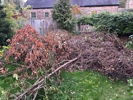Photo of free Kindling etc. For bonfire night (Milford DE56) #2