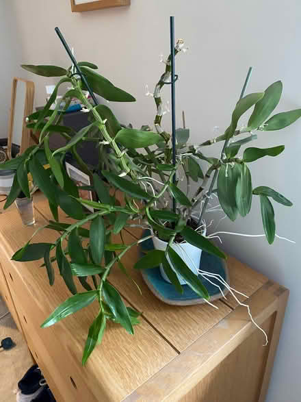 Photo of free 2 orchids (Fleetville AL1) #2