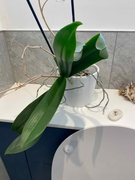 Photo of free 2 orchids (Fleetville AL1) #1