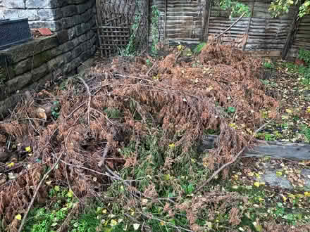 Photo of free Kindling etc. For bonfire night (Milford DE56) #1