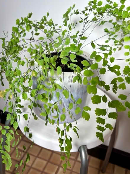 Photo of free Indoor Fern (Maidenhair) (Mount Waverley) #3