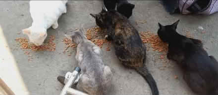 Photo of Pet Supply Donations (pacoima) #1