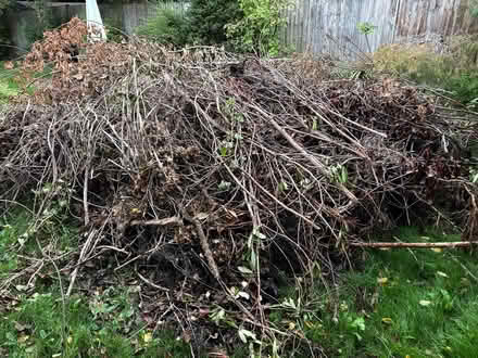 Photo of free Kindling etc. For bonfire night (Milford DE56) #3