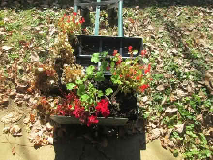 Photo of free Plants (Rohrersville) #1