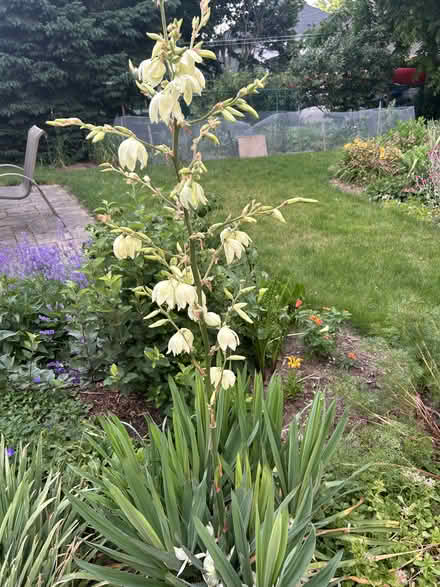 Photo of free Yucca Plants (East Waterloo) #1
