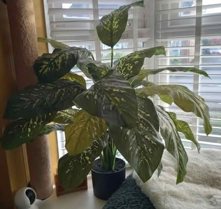Photo of free Artificial Calathea (Didcot OX11) #1
