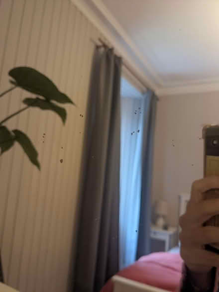 Photo of free Mirror (Eh11) #2