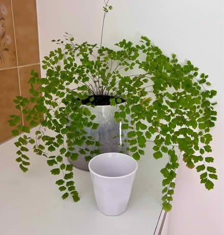Photo of free Indoor Fern (Maidenhair) (Mount Waverley) #2