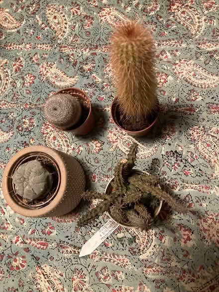 Photo of free 4 small cacti (Headington OX3) #1