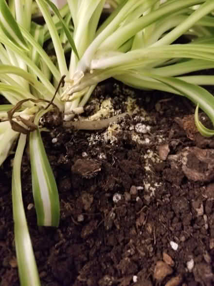 Photo of free Spider plant (Hunt Club) #2