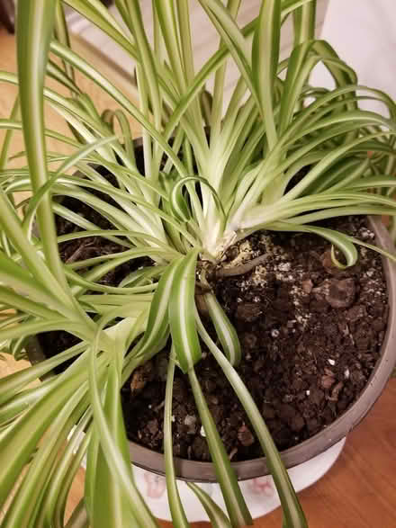 Photo of free Spider plant (Hunt Club) #3