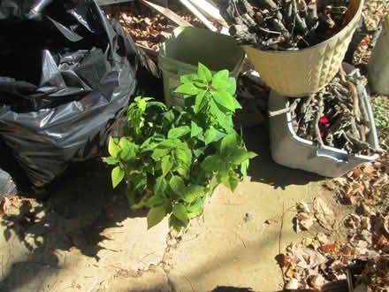 Photo of free Plants (Rohrersville) #2
