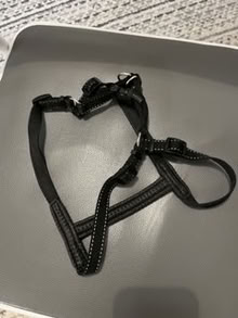 Photo of free dog harness and muzzle (Kirkdale) #1