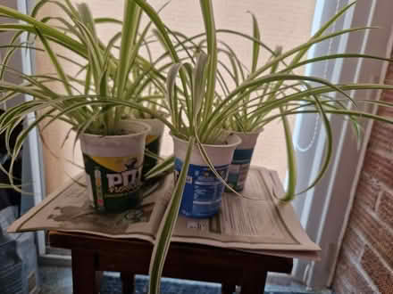 Photo of free Air purifying house plants (Worcester WR4) #1