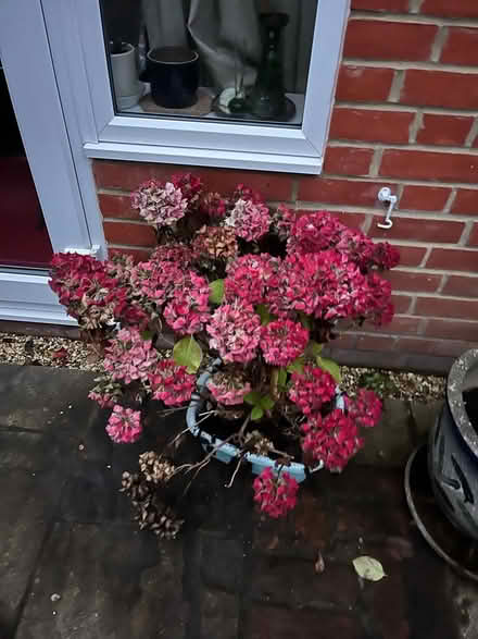 Photo of free Hydrangea (2 available) (Palmer Park RG1) #1