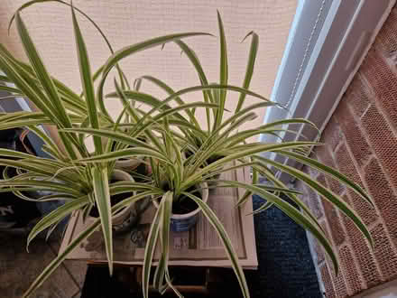 Photo of free Air purifying house plants (Worcester WR4) #2