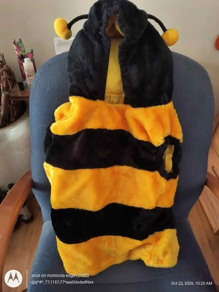 Photo of free Bumble bee costume (Crestwood near Princeton Halls) #1
