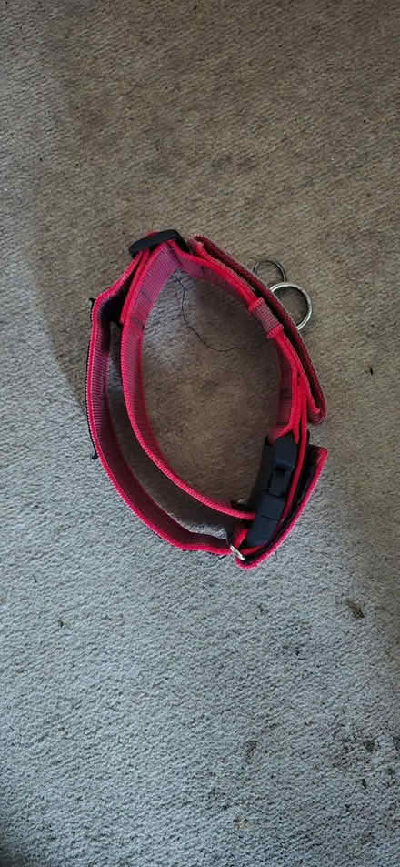 Photo of free XL dog collar - Julia's K9 (Drybrook GL17) #3