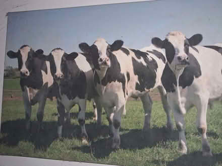 Photo of free Large canvas pictures x4 and a large pinboard (Stratton Strawless NR10) #3