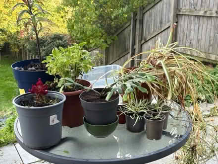Photo of free Selection of plants (Ecclesall S11) #1