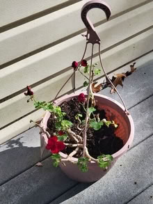 Photo of free Geraniums for overwintering #1