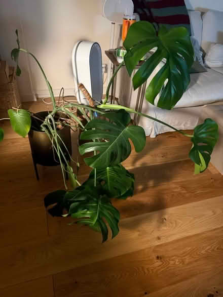 Photo of free 2 large plants w/o decorative pot (Nw8) #2