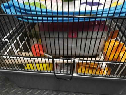 Photo of free Hamster Cage, Accessories (Caton LA2) #2