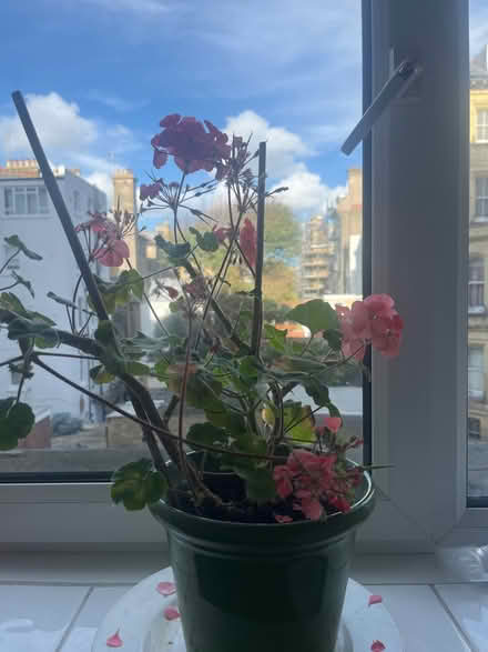 Photo of free Geranium (Kingsway Court. BN3) #1