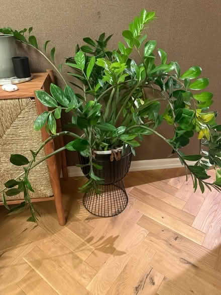Photo of free 2 large plants w/o decorative pot (Nw8) #1
